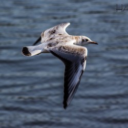 Möwe im Flug