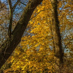 Herbstfarben