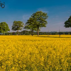 Frühling heißt Rapsfelder, grüne Bäume und blauer Himmel...